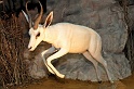 Pferd u Jagd   036